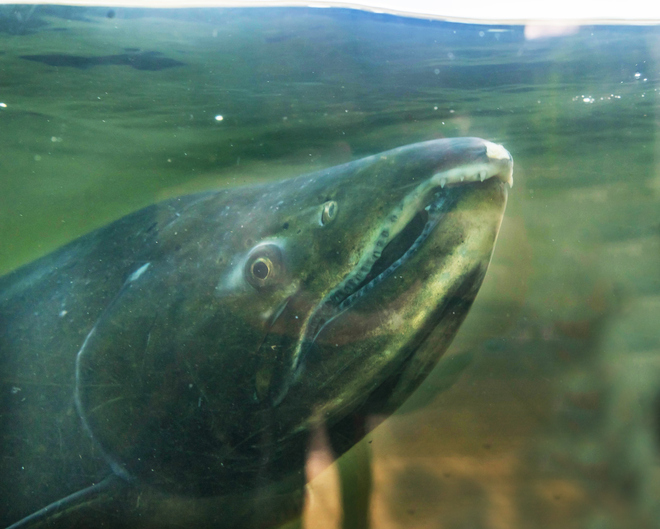 Survival of Orcas and Chinook Seasons in Pacific Northwest Depend on Hatcheries