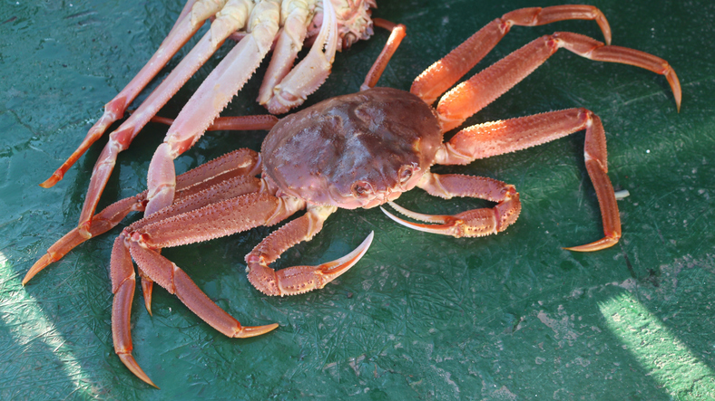 Biomass of Snow Crab in Bering Sea Grew, But Slower Than Expected, Tanner Crab Declined