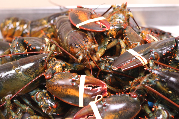 Lobsters Unharmed by Atlantic Canada Salmon Farm, 8-Year Study Finds