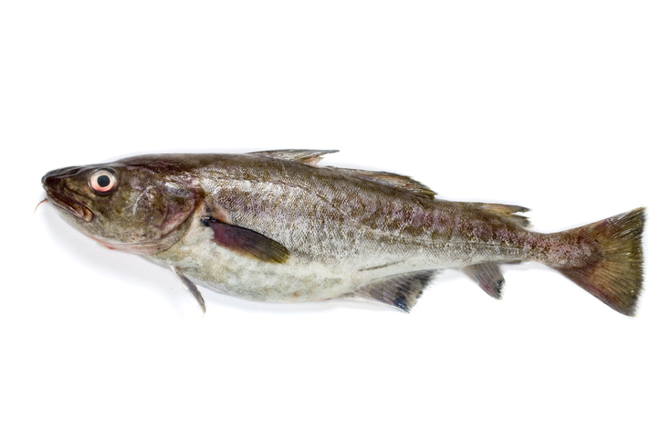 Adak Based Fish Processor Fears for Future Without Restored Cod Allocations in 2020