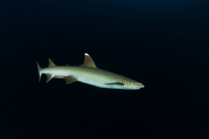 Owner of Japanese Fishing Vessel Charged with Illegal Shark Fin Trafficking