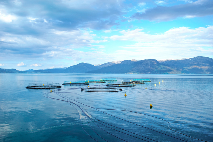 Norway Hits Salmon Export Record, Seafood Value at Reach Near-record Numbers