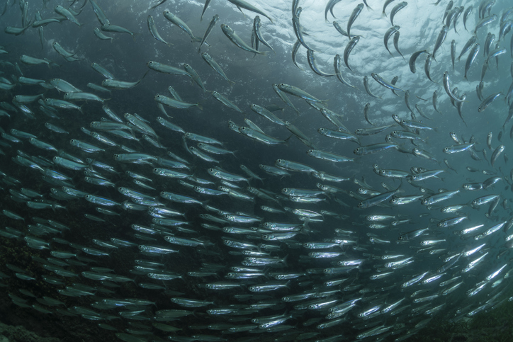 International Research Team Monitoring 53 Atlantic Herring Populations Through Genome Sequencing