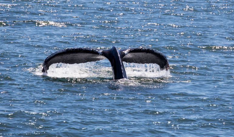 NOAA Launches New Tool to Reduce West Coast Whale Entanglement Risk