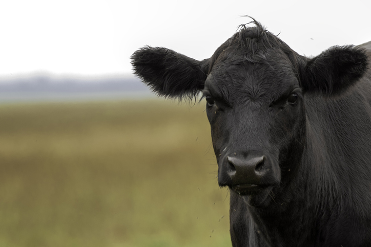 Study Finds a Seaweed Infused Diet Can Help Reduce Methane Emissions From Beef Cattle