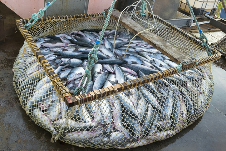 Fishing Sector of Russian Kamchatka on Verge of Big Changes