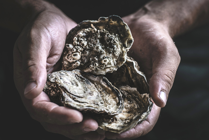 As Climate Change Threatens Maine Fisheries, It’s Not All Bad News for Oysters