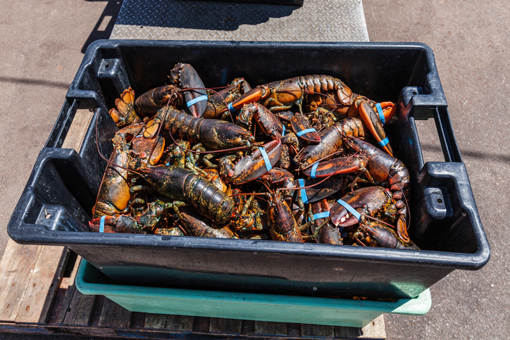Survey: Majority of P.E.I. Lobstermen Comfortable Fishing, Still Looking for Season Delay