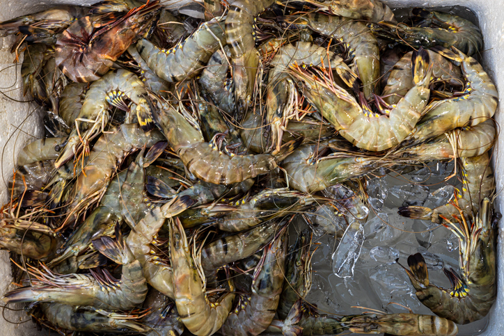 BioMar Enters Partnership in Vietnam Shrimp Sector