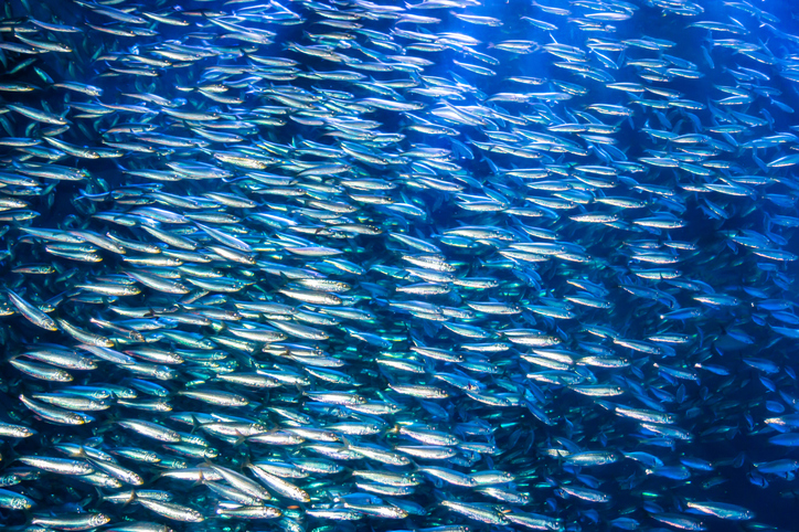 Oceana, Earthjustice File Suit Again Over NMFS Anchovy Rules on West Coast