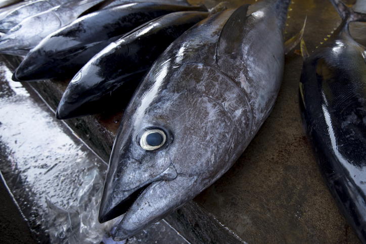 Pew Charitable Trusts Provides Its Solution to Eastern Pacific Tuna Management