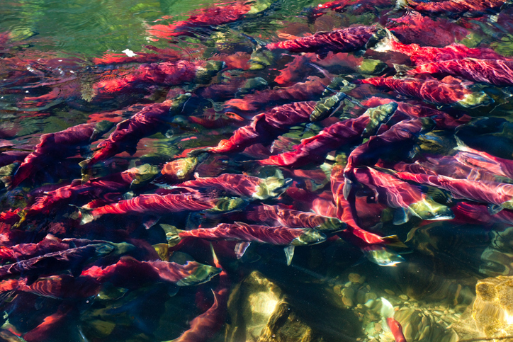 Four Processors Post $.70 Base Price While Bristol Bay Catches Reach Nearly 37 Million Sockeye