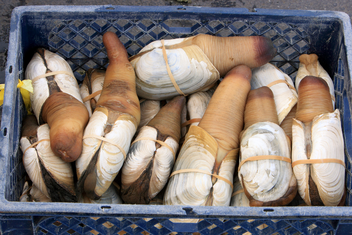 Shenzhen Customs Seizes 732 kg of Smuggled Geoducks from the U.S.