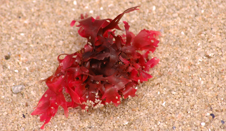 More Studies Prove Red Seaweed in Livestock Feed Cuts Methane, Startups Underway