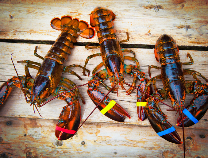 Clearwater Receives Patent for Vision System for Grading Lobsters That Are Molting