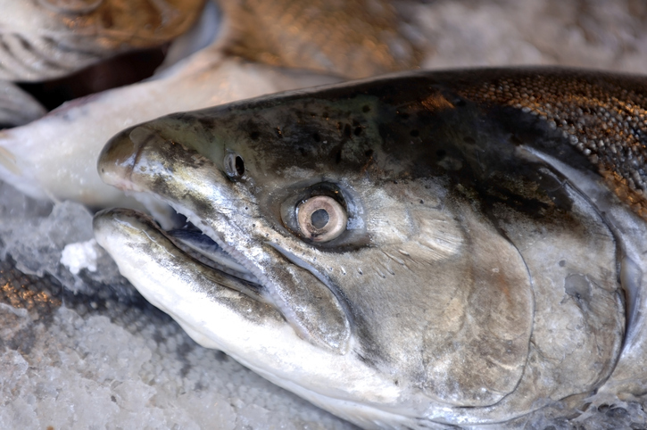 Troubling Signs for Salmon in North Pacific