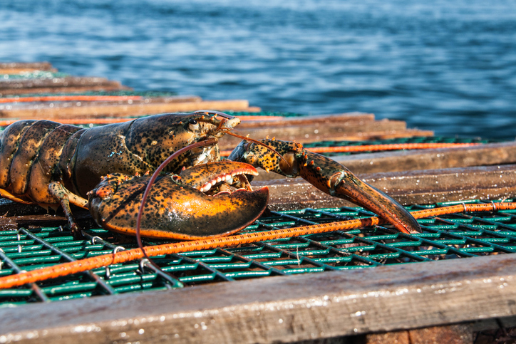 DFO: Gulf of St. Lawrence Lobster Season Extended to July 4