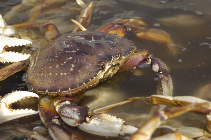 CDFW Director Shortens California Crab Season Delay by One Day, to Nov. 22