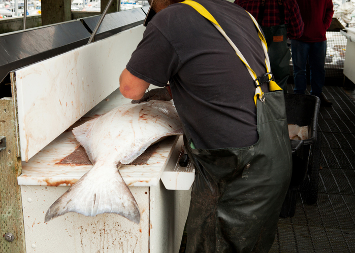 Opinion: Halibut Bycatch Limits Must Drop to Protect Communities of the Bering Sea