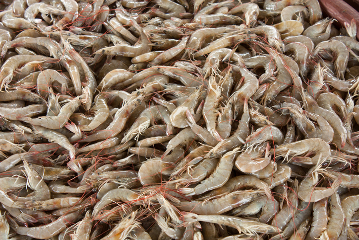 Brutal Season for China’s Shrimp Market Coming to a Close, Better Days On the Horizon