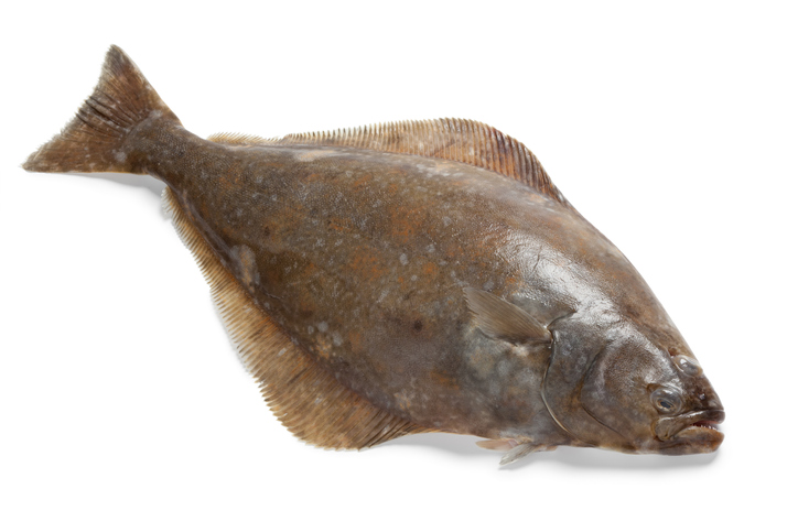 Tough Decisions Ahead for Pacific Halibut: Bycatch and Recruitment Impact 2020 Catch Projections