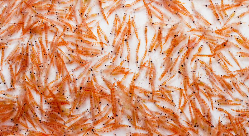 Russia Eyes to Become the World’s Leading Producer of Antarctic Krill in Years to Come