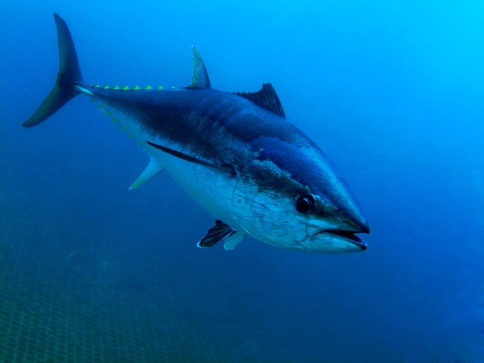 July Imported Tuna Sales at the Toyosu Market Fell 39% From A Year Ago