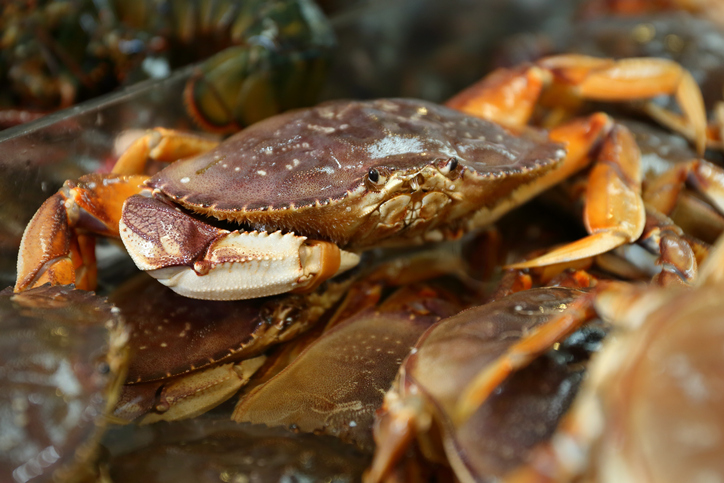 States Record Dungeness Crab Quality Tests; Some Areas Still Low