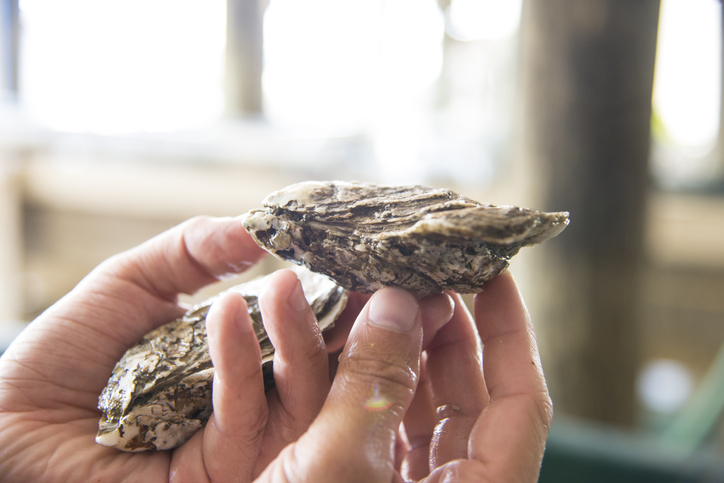 Texas Issues Guidelines to Boost Oyster Farming Industry