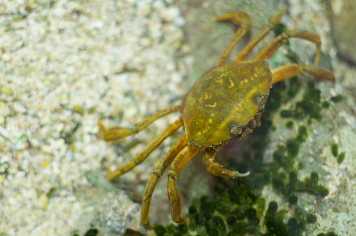 High Number of European Green Crabs Found in Drayton Harbor Near Washington-Canadian Border