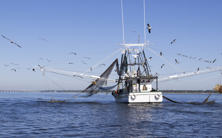 Louisiana Representative Secures Purchase for 20 Million Pounds of Gulf Shrimp to Help Food Security