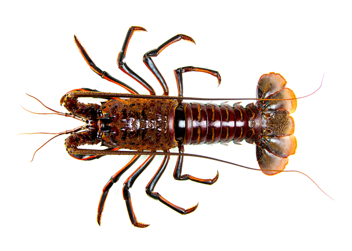 Florida Keys Spiny Lobster Fishermen Start Make-or-Break Season