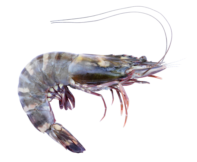 China's Live Shrimp Prices Rising at Pleasingly High Rate, But