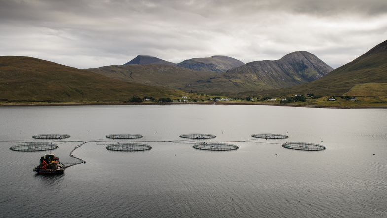 Stricter Rules Could Close Some Scottish Salmon Farms