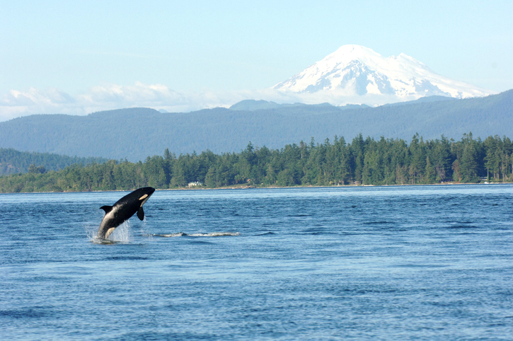 Puget Sound Orcas Looking Healthier as Industry, Managers Work Through Options
