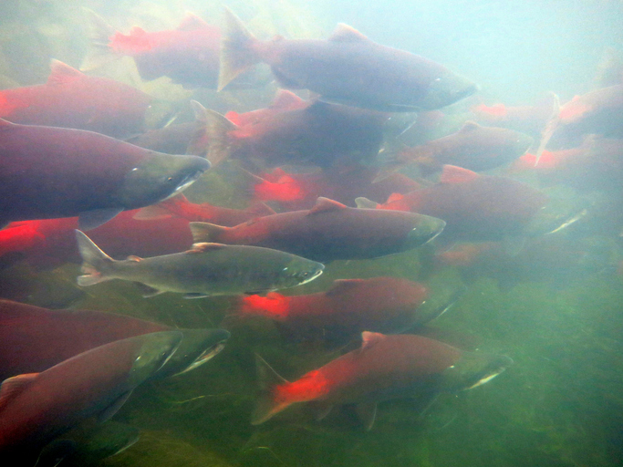 Bristol Bay Delivers for Reds: Catch Nearing 36M, Total Run at 53.5M, 9% More than Forecast