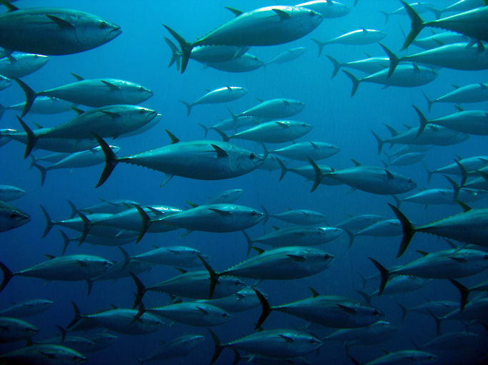 Tuna’s Carbon Ratios Indicate Changes in Oceanic Food Web