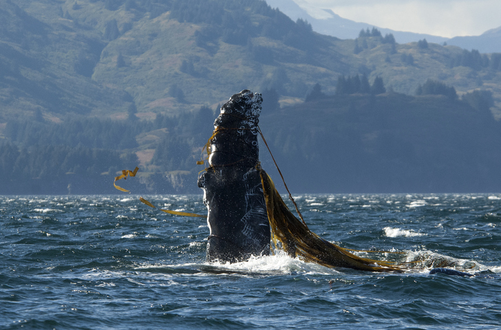 West Coast Whale Entanglement Causes, Solutions Detailed in New Report