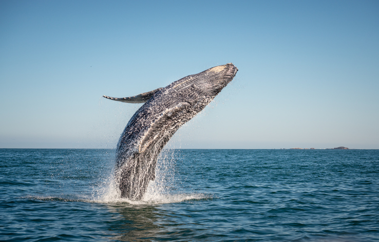 NMFS Publishes Finale Rule on Humpback Whales Pacific Ocean Habitat