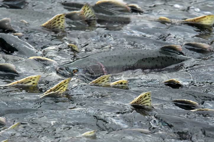 CA Congressman Huffman Introduces The Salmon FISH Act