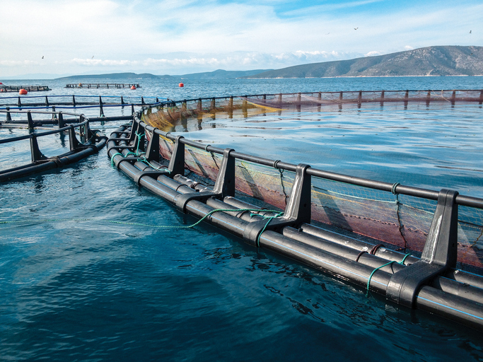 The Battle Over Fish Farming In The Open Ocean Heats Up, As EPA Permit Looms
