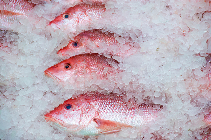 South Atlantic Red Snapper Season to Close in Federal Waters