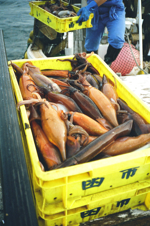 Frozen-at-sea Flying Squid from NW Pacific Starts 20% Cheaper at Hachinohe in Aomori Prefecture