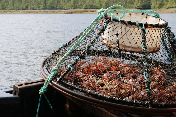Bering Sea Crabbers Set to Get the Outlook for 2020/21 Season