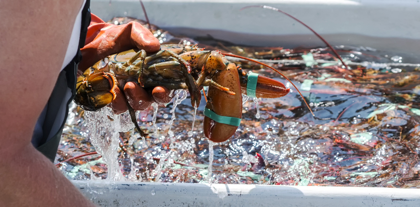 ASMFC Lobster Board Initiates Draft Addendum to Consider Electronic Tracking for Lobster, Jonah Crab