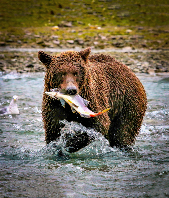 Happy Valentine’s Day! Name a Salmon After Your Ex Before It’s Fed to a Bear