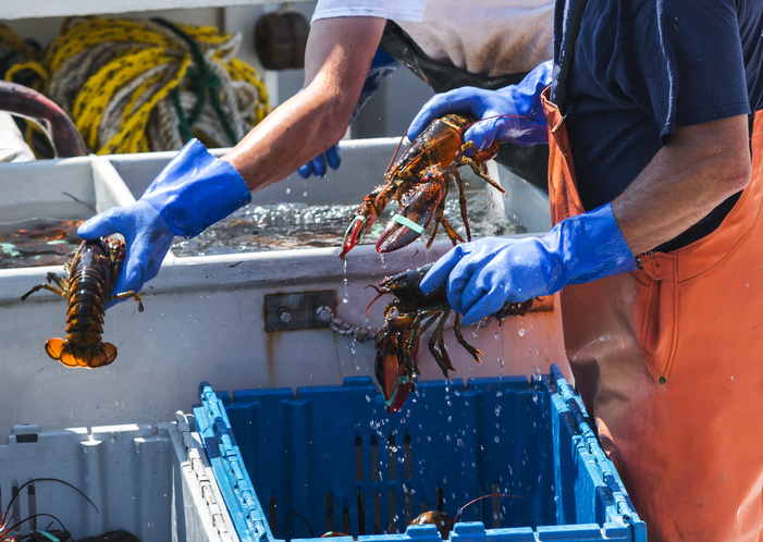 It’s April. Why are Live Lobster Prices Falling Like a Stone?