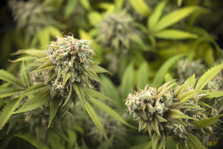 Canadian Cannabis Company Using Tilapia to Grow Marijuana