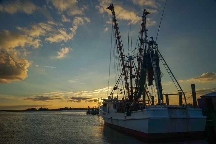 Shrimp Landings Data from NC, Florida Show Record Landings, Confirm Industry Resilience