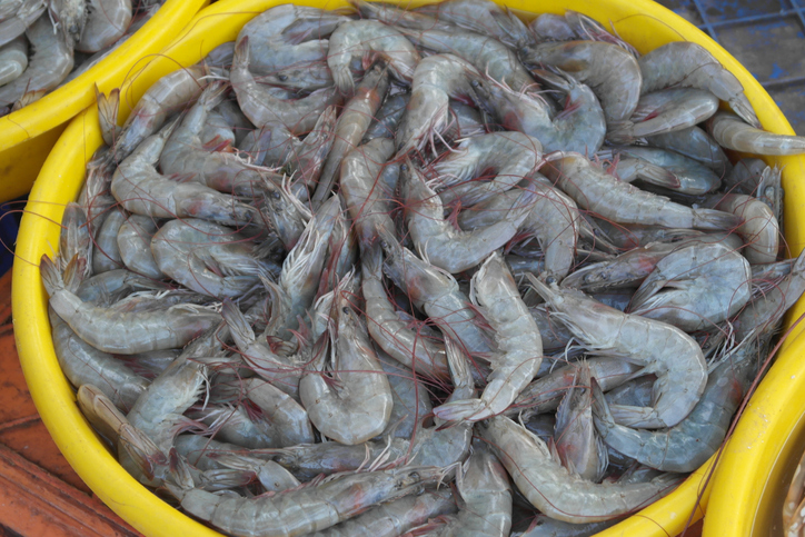 Indian Exporters Gear Up to Comply with SIMP Regulations on Shrimp by US